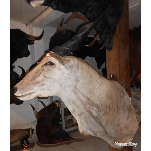 grand troph�e d'antilope �land