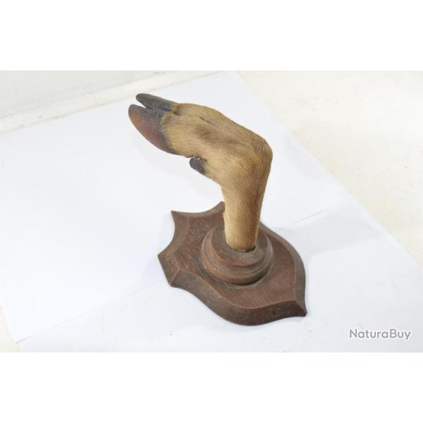 Support pat�re grande patte troph�e de chasse cervid�, support fusil porte manteau, pate sur ecusson