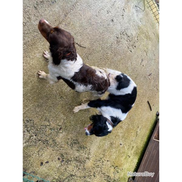 Chiots pagneul breton