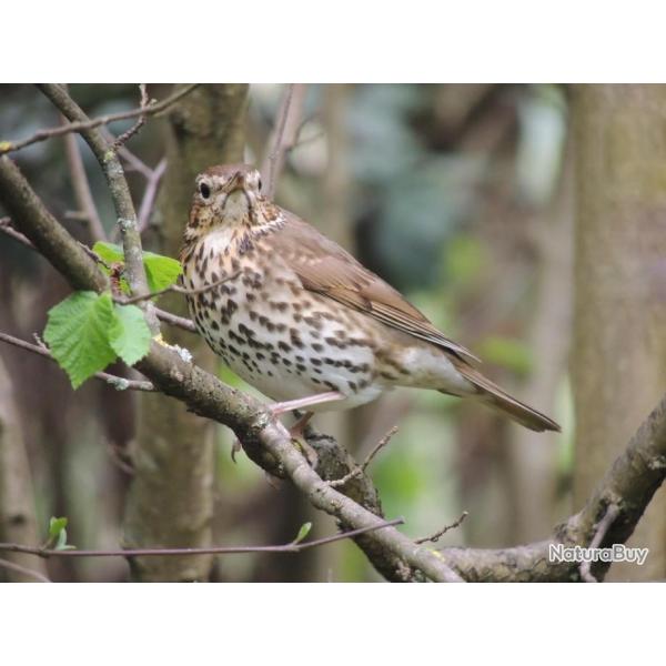 Sjour de Chasse  la Grive Espagne Aragon/Saragosse 2025-2026