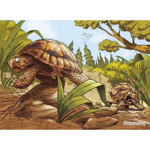 Conseils Pour La Dtermination Des Tortues Et Leur Conservation En Captivit de GIJZEN Agatha