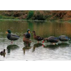 Appelant colvert femelle cou droit sur pied en acier