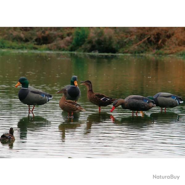 Appelant colvert femelle cou droit sur pied en acier