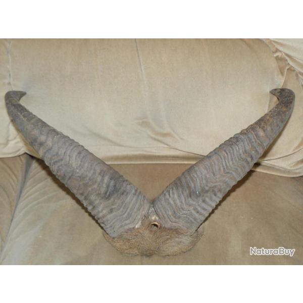 CORNES DE MOUFLON A METTRE SUR �CUSSON