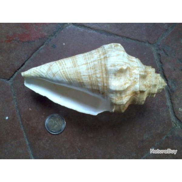 Coquillage non d�termin� - Taxidermie - Cabinet de curiosit�s