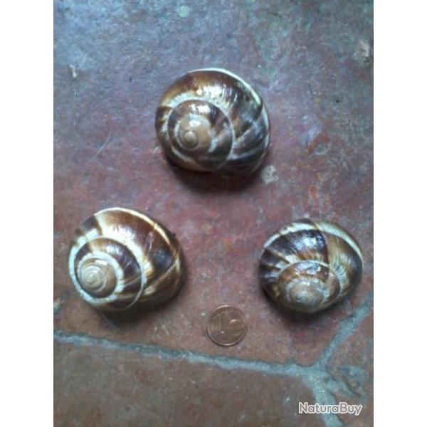 3 coquilles d'escargot turc - H�lix lucorum