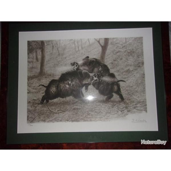 Combat de sangliers