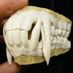 Taxidermie.Reconstitution énorme mâchoire de babouin