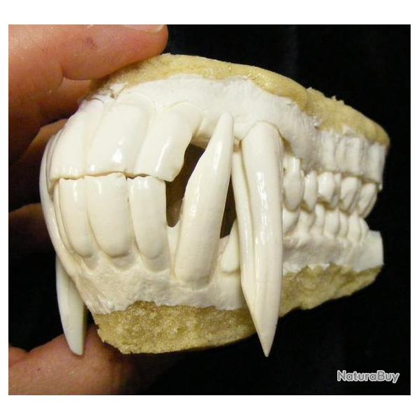 Taxidermie.Reconstitution norme mchoire de babouin