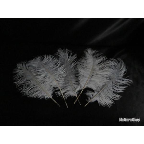 Vritable plume d'autruche lot de 5 taxidermie trophe chasse