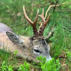 Chasse au brocard en Pologne - s&eacute;jour individuel - r&eacute;gion de Dzierzoniow