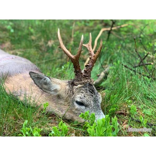 Chasse au brocard en Pologne - s�jour individuel - r�gion de Dzierzoniow