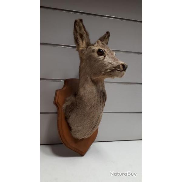 wahoo ! Tte de chevrette naturalise