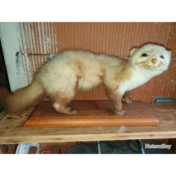 Furet naturalis�  sur socle en bois taxidermie