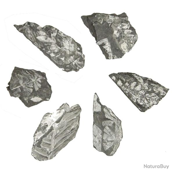 Feuille de foug�re pecopteris fossilis�e - 3 � 5 cm - A l'unit�