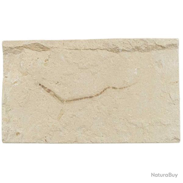 Ver fossile sur plaque - 13 x 8 cm