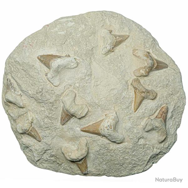 Dents de requins fossilis�es sur gangue - 25 x 23 cm - 5.2 kg