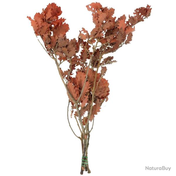 Feuillage stabilis� de ch�ne rouge - 60 � 70 cm