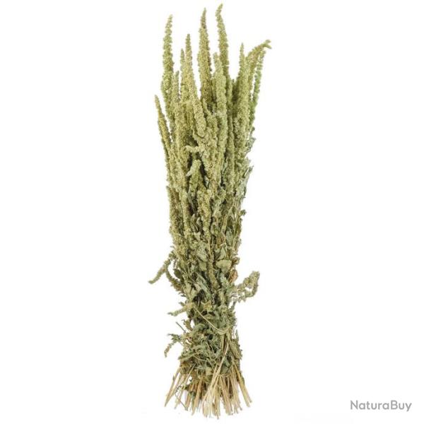 Bouquet fleurs s�ch�es amaranthus vert - 70 cm