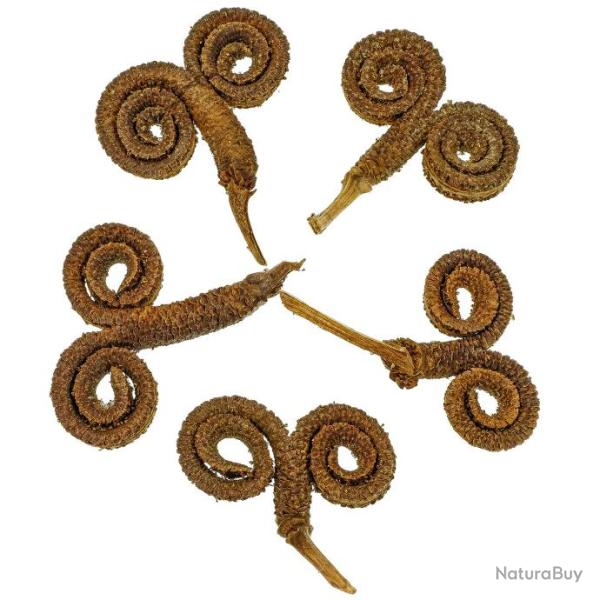 Gousses de palmier m�le - Lot de 5