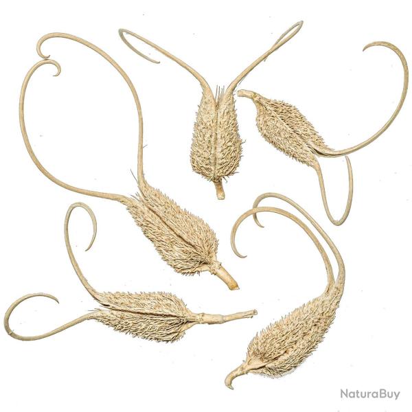 Gousses d�coratives de proboscidea ou cornes du diable - Lot de 2