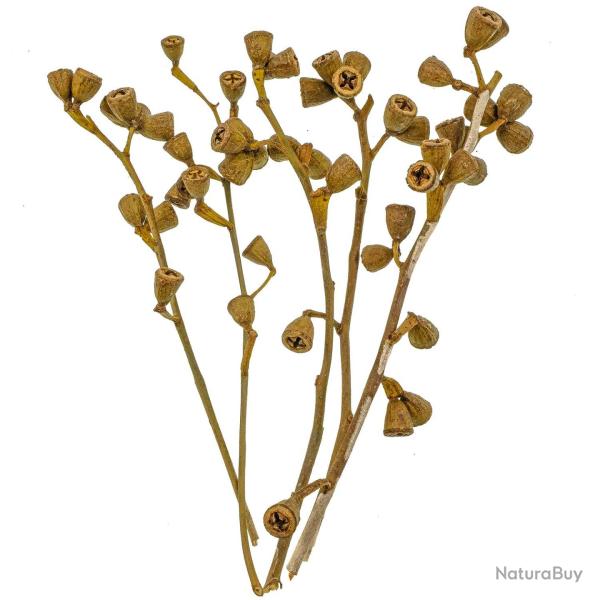 Branches d'eucalyptus avec fleurs - 20 � 30 cm - 100 grammes