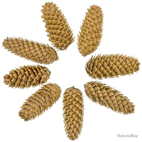 Pommes de pin d'�pic�a - 500 grammes