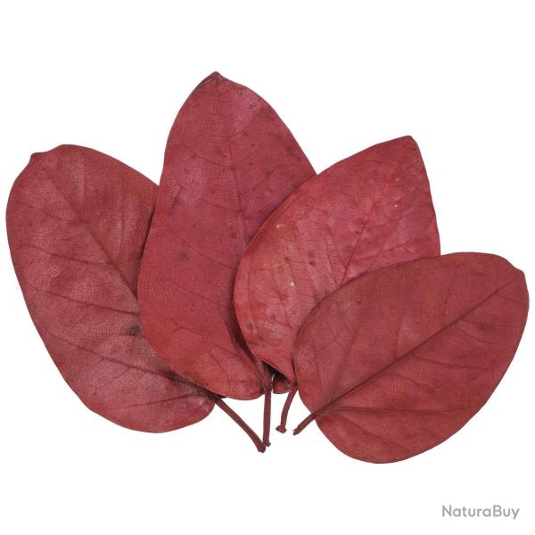 Feuilles bat leave rouge - Lot de 10