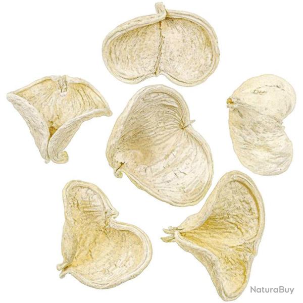 Coque de badam blanchi - 8 � 10 cm - Lot de 5