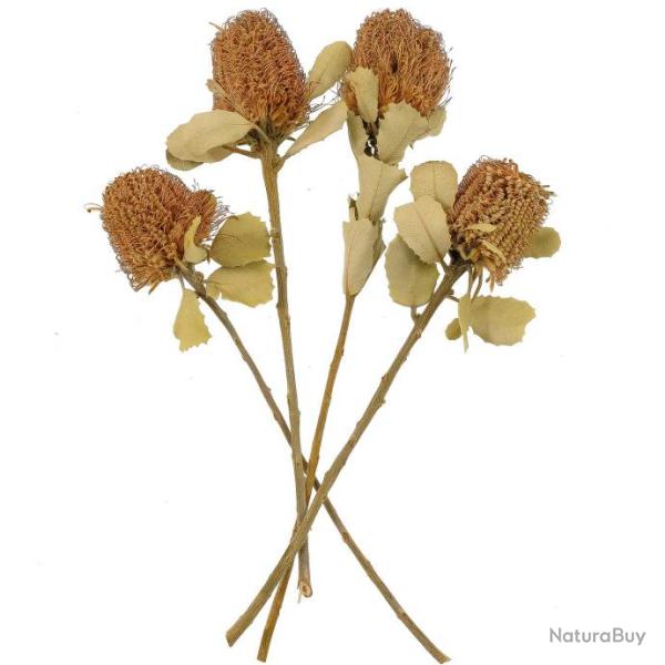 Fleurs s�ch�es banksia coccinea - Lot de 2