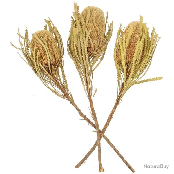 Fleurs s�ch�es banksia hookeriana - Lot de 2