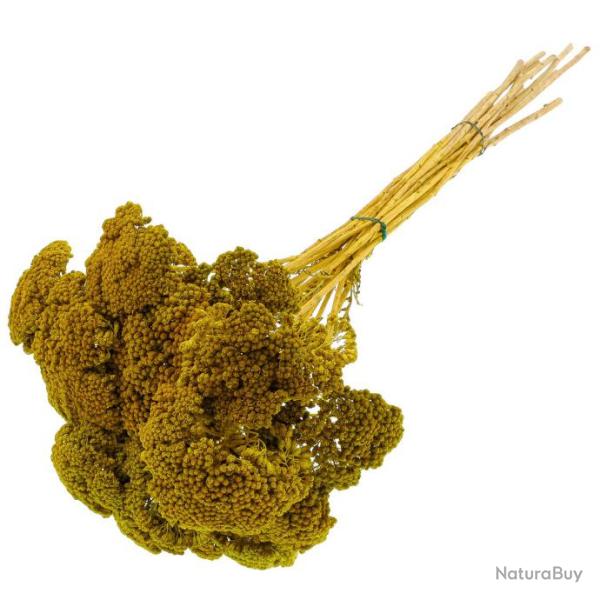 Bouquet fleurs s�ch�es achillea parker vert - 60 cm