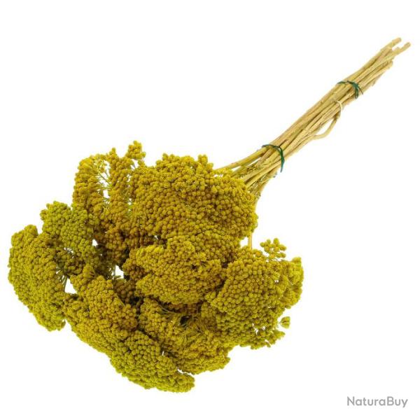 Bouquet fleurs s�ch�es achillea parker vert clair - 60 cm