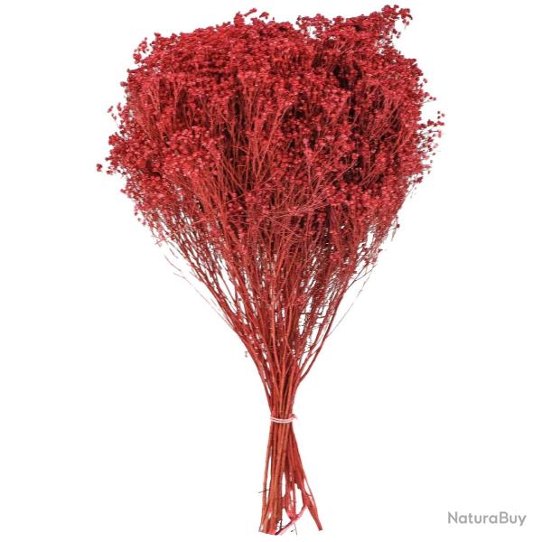Bouquet fleurs s�ch�es broom bloom rouge - 50 cm