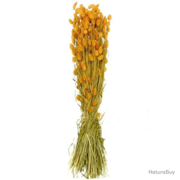 Bouquet fleurs sches phalaris orange - 70 cm
