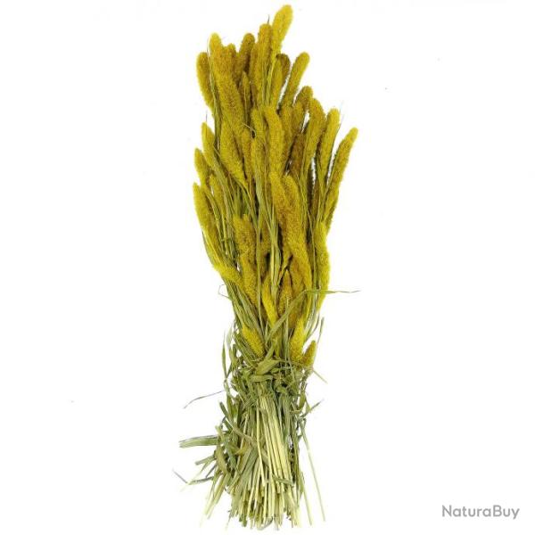 Bouquet fleurs s�ch�es s�taria jaune - 65 cm