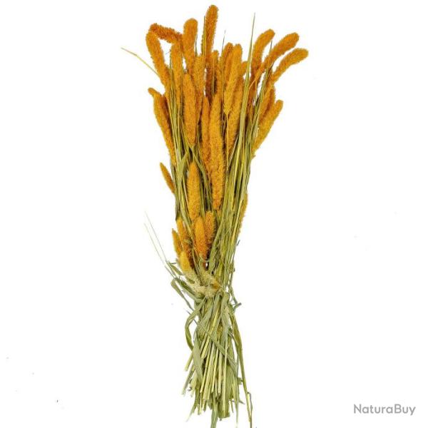 Bouquet fleurs s�ch�es s�taria orange - 70 cm