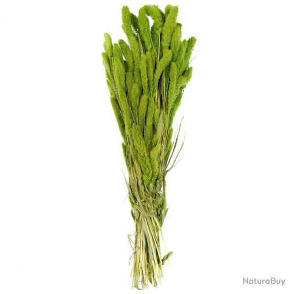 Bouquet fleurs s�ch�es s�taria vert - 65 cm