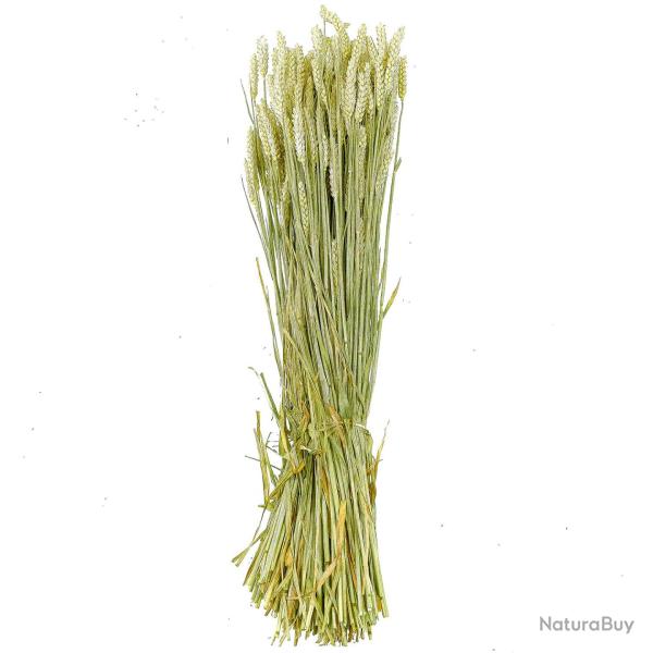 Bouquet s�ch� de bl� triticum - 70 cm