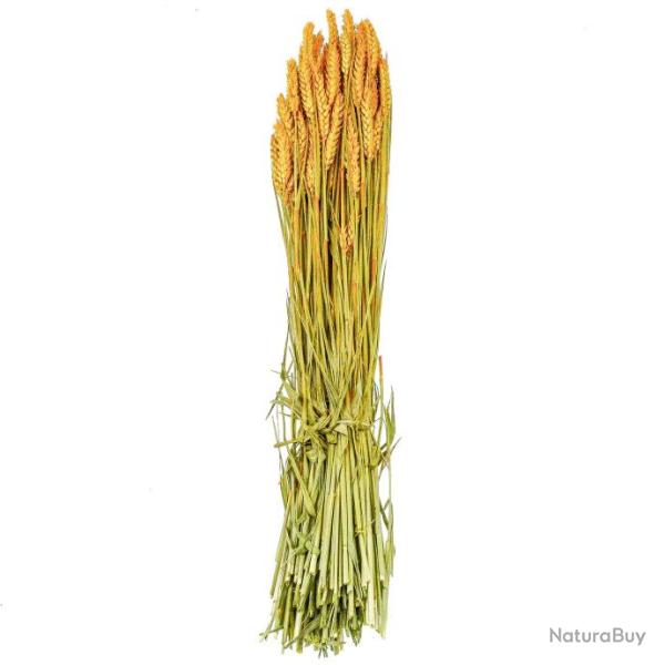 Bouquet sch de bl triticum orange - 70 cm
