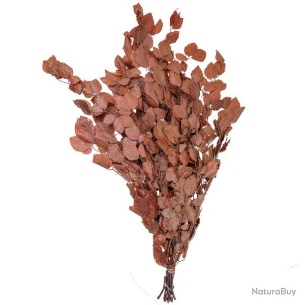 Feuillage de h�tre brun stabilis� - 90 cm