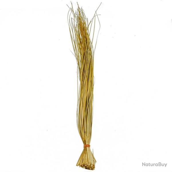 Herbe d'ours - 70 cm