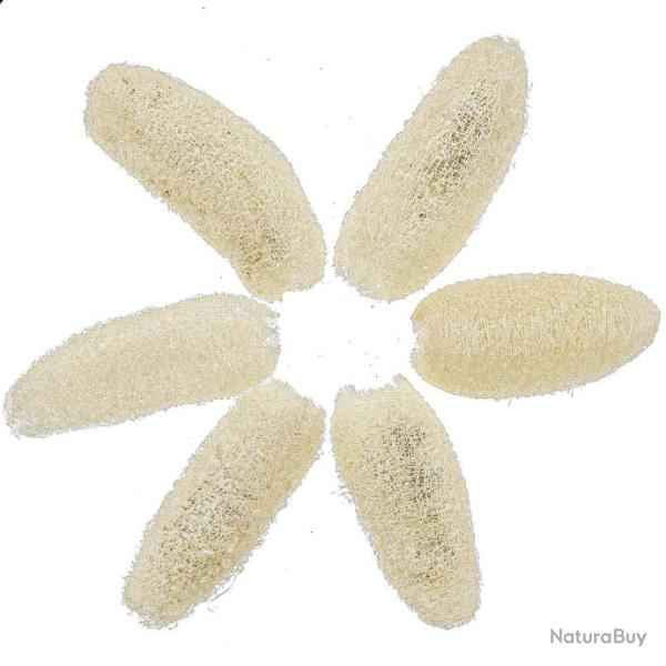 Luffa blanchi - 10 � 15 cm - Lot de 4