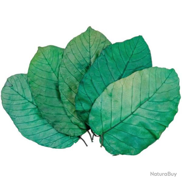 Feuilles de sal color�es vertes - 13 � 17 cm - Lot de 20