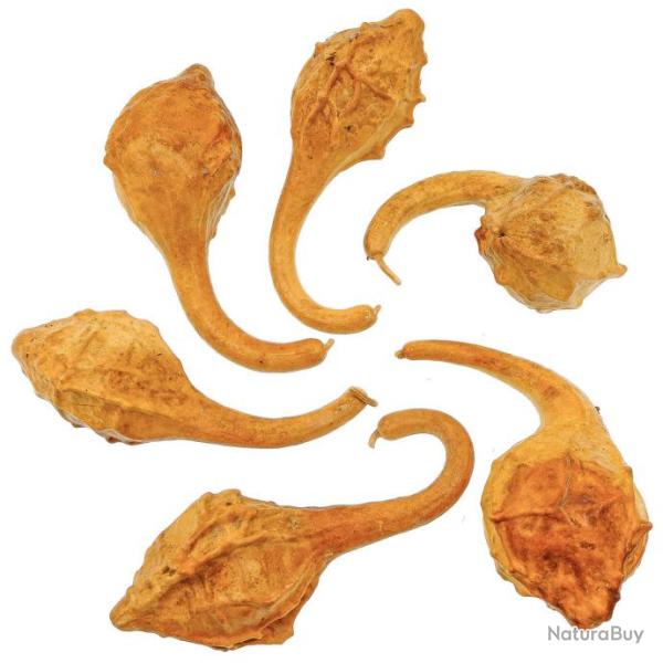 Calebasse d�co spiky calabash - 20 � 25 cm - A l'unit�