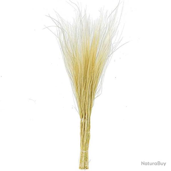 Bouquet de stipa penata - 50 cm
