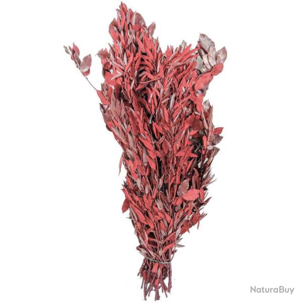 Quercus ilex rouge stabilis� - 90 cm