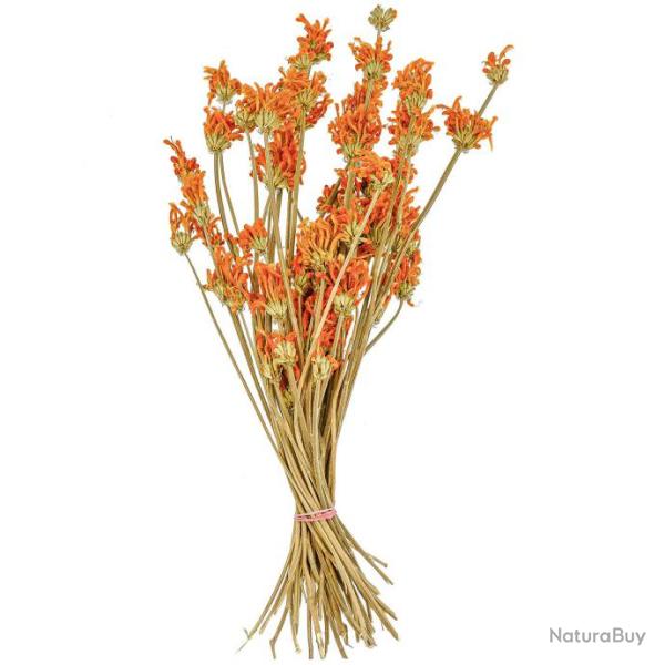 Bouquet de leonitis leonurus orange stabilis� - 60 cm