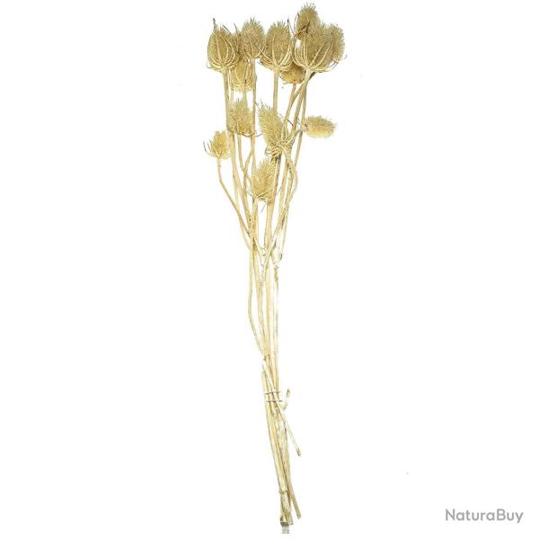 Bouquet de chardons s�ch�s blanchis - 70 cm