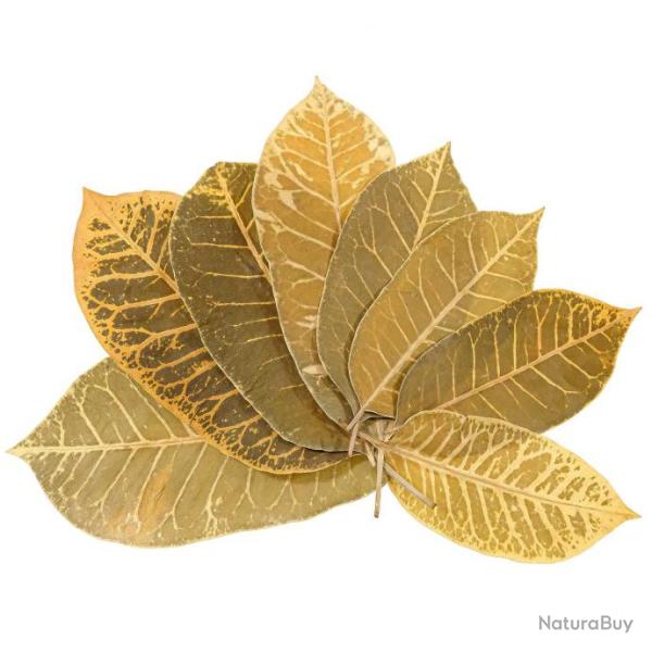 Feuilles leaf stripes - 14 � 20 cm - Lot de 25